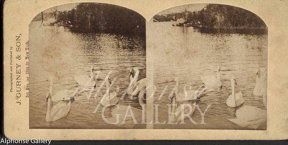 J Gurney & Son Stereoview of Central Park, c 1867.  This view is at the NYPL